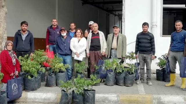 Yangın bölgesine ceviz fidanı