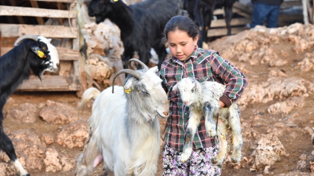 Hayvanlar için 1200 dekara gübre