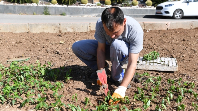 Konyaaltı çiçek açtı