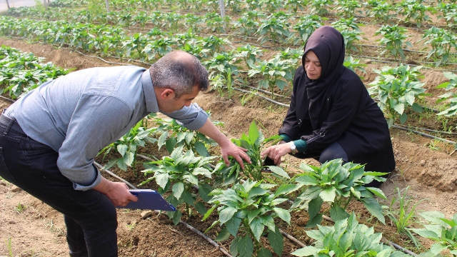 Büyükşehir seracıların yanında