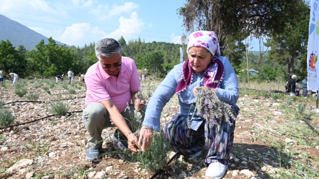 Kemer’de lavanta hasadı