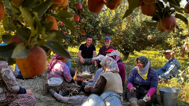 Elmalı’da elma hasadı