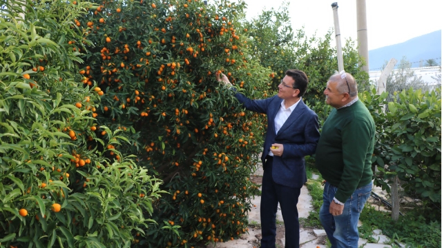 Antalya’da Kamkat üretimi artıyor