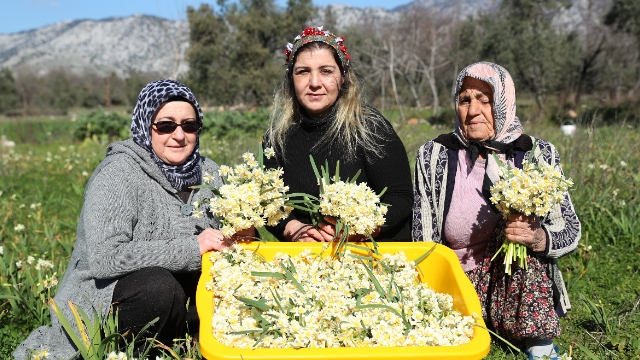 Nergis hasadı yüzleri güldürdü