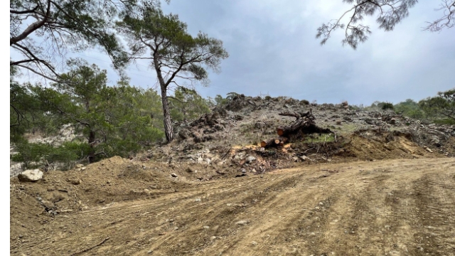 Budak, Phaselis’i meclise taşıdı