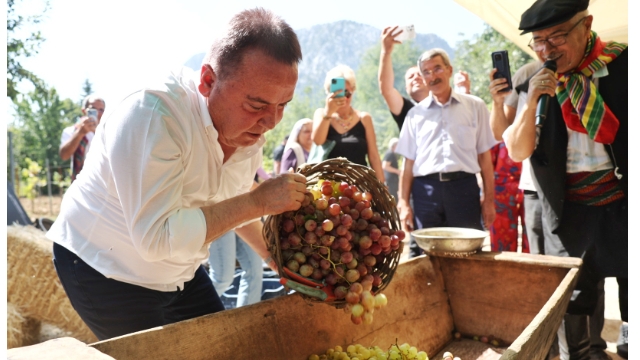 Mor üzüm hasadı yapıldı