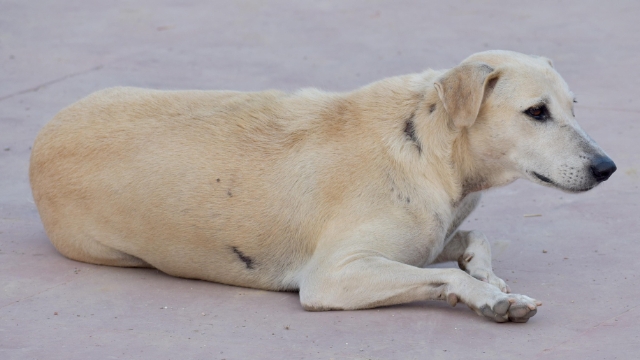 Sokak köpeklerine kutsal görev