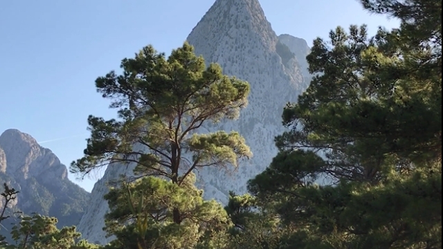 “Devlet ormanları rant alanları değildir”