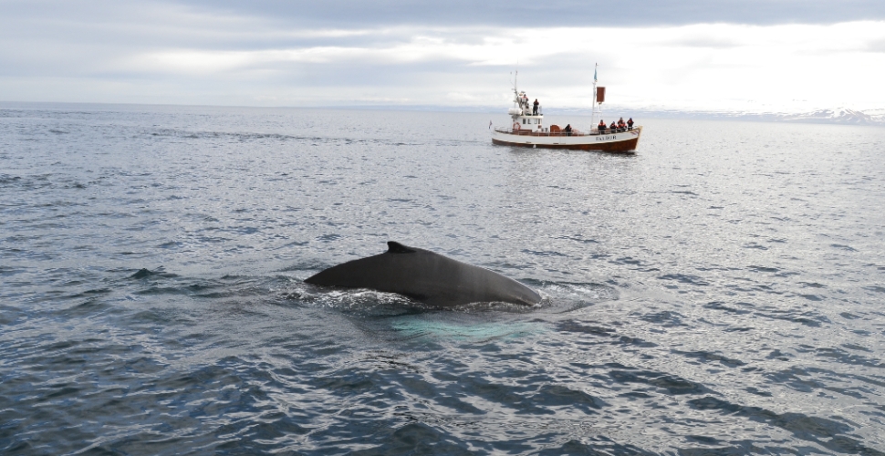 İzlanda 43 bin Euro veriyor ama tek şartı var…