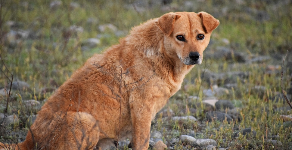 Köpekler yeni barınağa taşınsın