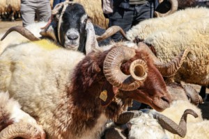 ‘Dini hassasiyetler zedeleniyor’
