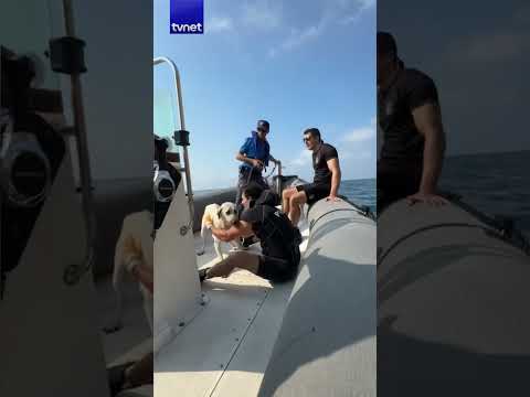Falezlerde mahsur kalan köpeği deniz polisi kurtardı #köpek #shorts #gündem