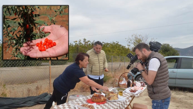 Antalya'nın Bayan 'Goji Berry'si